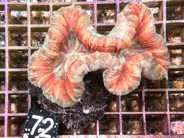 Trachyphyllia geoffroyi multicolor (75)