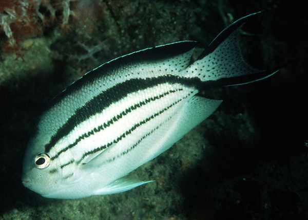 Genicanthus lamarck - Lamarck´s-Lyrakaiserfisch, Weibchen