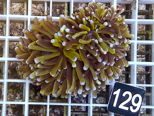 Euphyllia cristata (129)