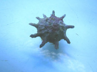 Astralium calcar - Sternschnecke Astralium calcar - Sternschnecke