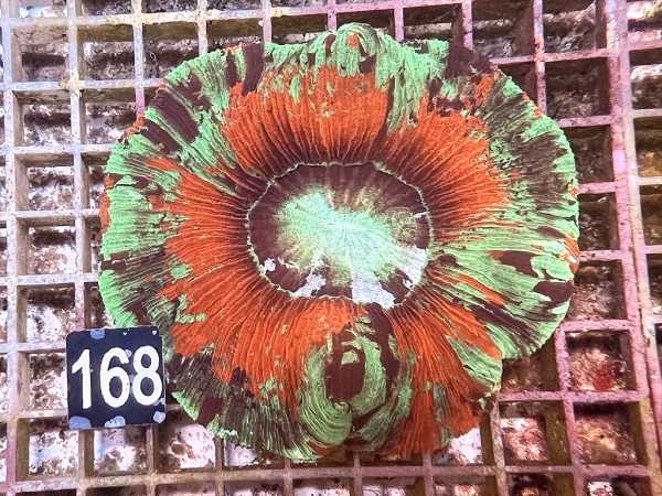 Trachyphyllia geoffroyi multicolor (168)