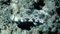 Signigobius biocellatus - Krabbenaugengrundel Signigobius biocellatus - Krabbenaugengrundel