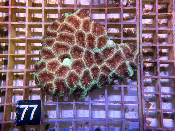 Favia spec. (77)