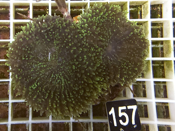 Lobophyllia spec. - Hirnkoralle ultra (157)