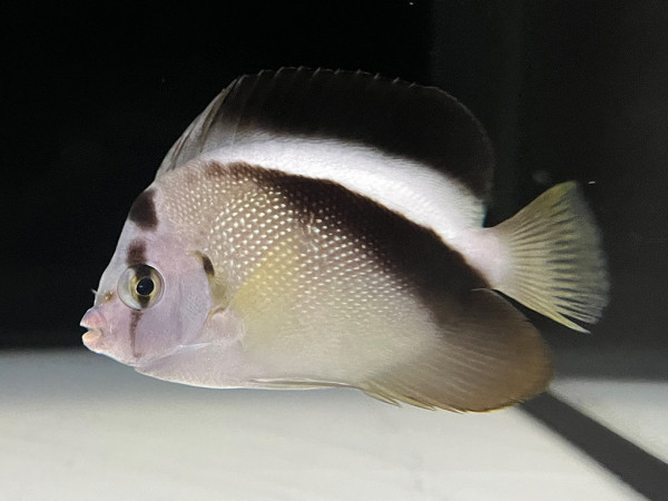 Apolemichthys griffisi - Griffis Kaiserfisch