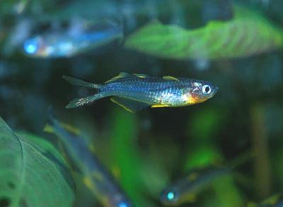Pseudomugil furcatus - Gabelschwanz-Regenbogenfisch