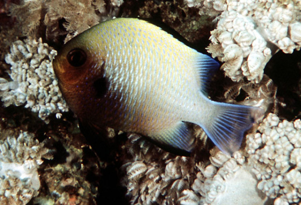 Dascyllus marginatus - Rotmeer-Preußenfisch
