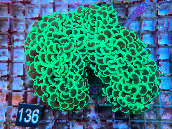 Euphyllia ancora neon green (136)