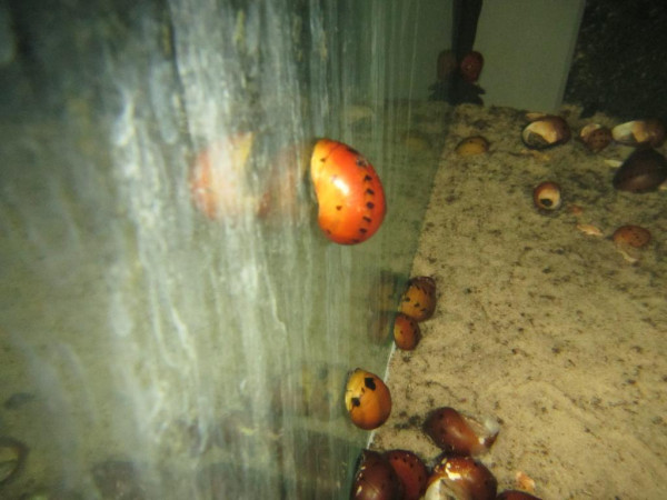 Neritina sp. - Red Onion Rennschnecke