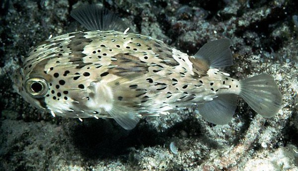 Diodon holacanthus - Igelfisch