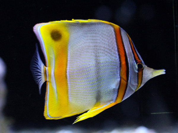 Chelmon marginalis - Australischer Pinzettfisch