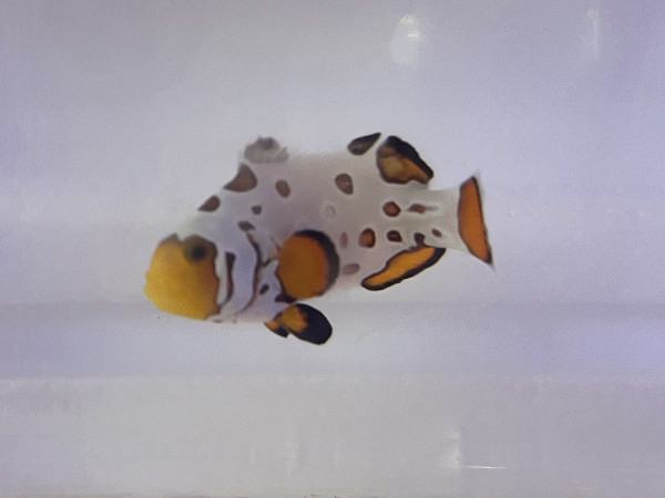Amphiprion ocellaris - Snowflake Bullet Hole Extreme