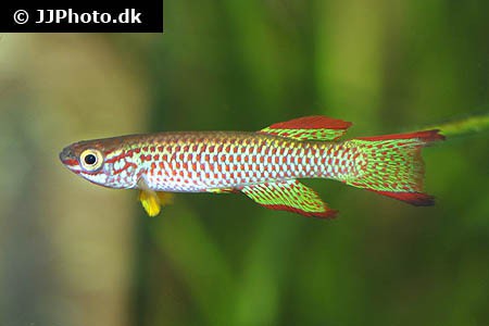 Aphyosemion gabunensis marginatum - Kap Lopez