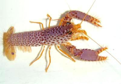 Enoplometopus debelius - Debelius Riffhummer