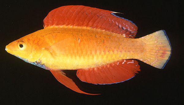 Cirrhilabrus rubripinnis - RoterZwerglippfisch, Männchen