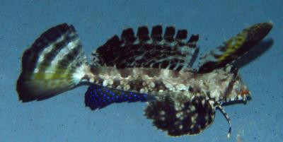 Dactylopus dactylopus - Riesen-Leierfisch
