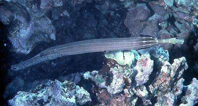 Aulostomus chinensis - Trompetenfisch