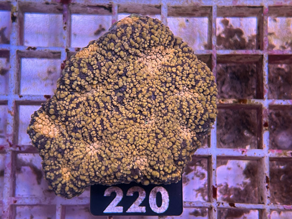 Acanthastrea echinata - Tiger Frag (220)