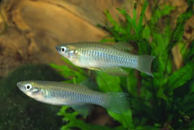 Aplocheilichthys lamberti - Lamberts Leuchtaugenfisch