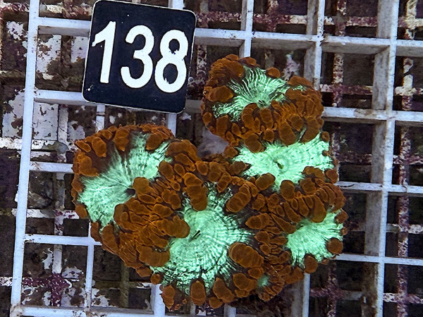 Blastomussa wellsi red (138)