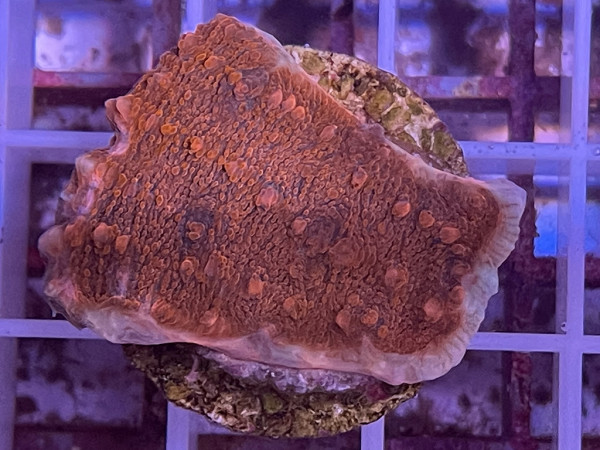 Echinophyllia spp. - Chalice Red Frag