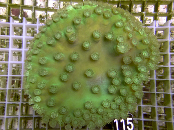 Turbinaria peltata - Becherkoralle (115)