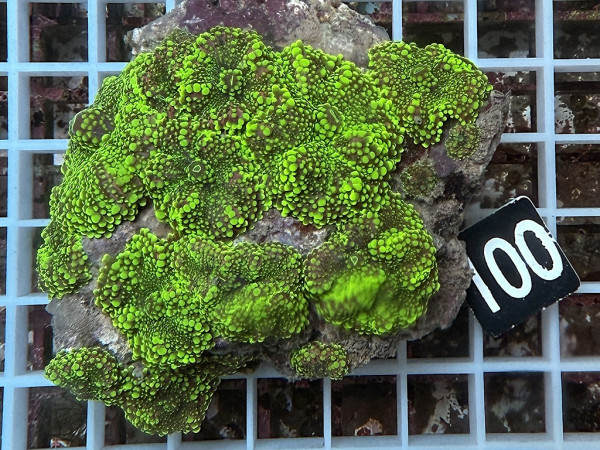 Ricordea yuma - Yuma Scheibenanemonen (100)