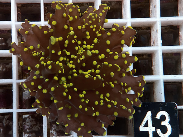 Euphyllia yaeyamaensis gold Einzelpolyp(43)