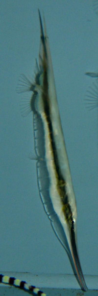 Aeoliscus strigatus - Schnepfen-Messerfisch