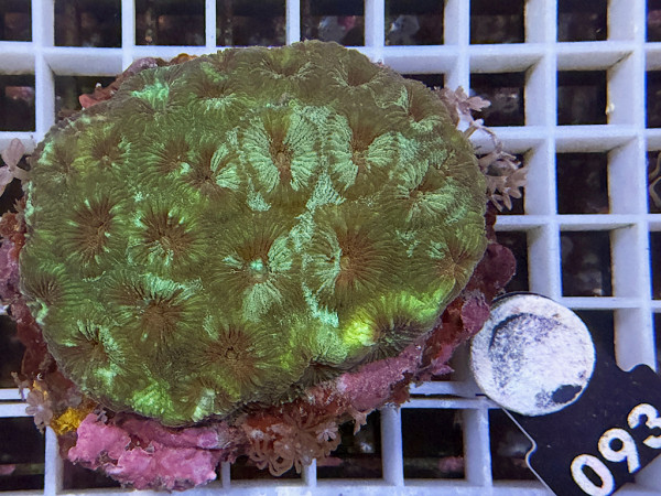 Favia spec.(093)