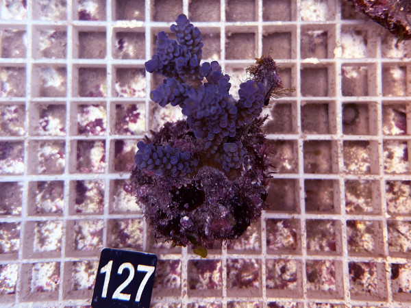 Acropora spec. (127)