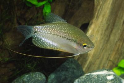 Trichogaster leerii - Mosaik-Fadenfisch