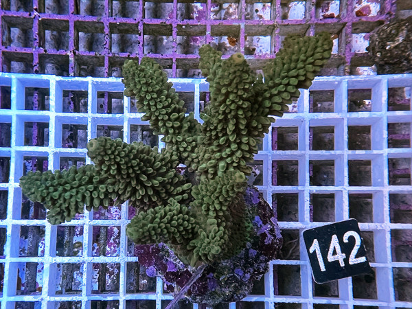 Acropora robusta (142)