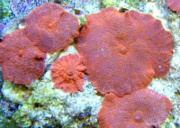 Discosoma spec. - Scheibenanemonen, rot Discosoma spec. - Scheibenanemonen, rot