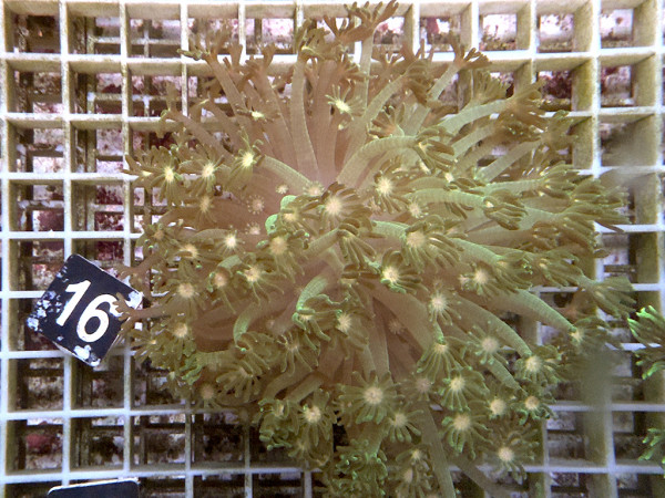 Alveopora spec. - bicolor (16)