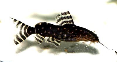 Synodontis angelicus - Perlhuhnwels