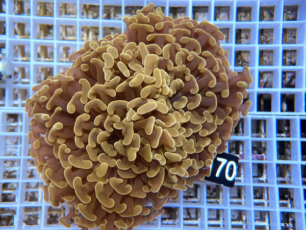 Euphyllia ancora orange (70)