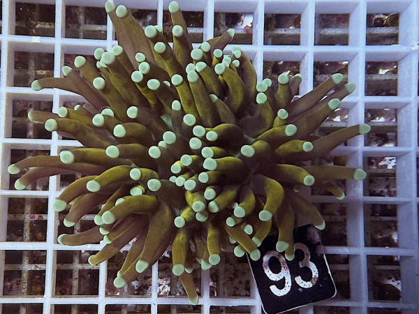 Euphyllia glabrescens GoldenTorch Einzelpolyp (93)