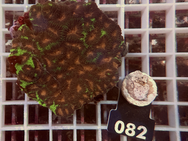Goniastrea spec. (082)
