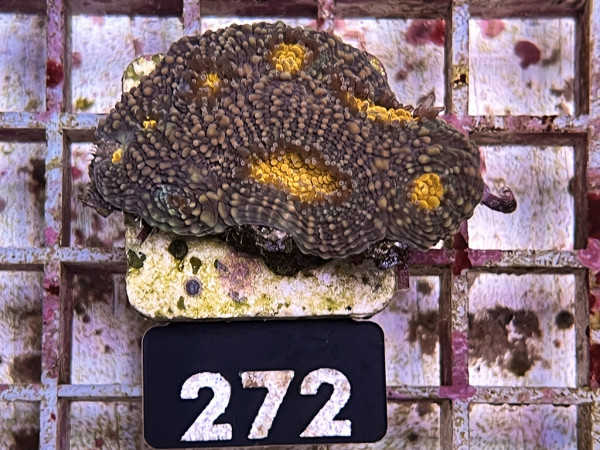 Acanthastrea echinata orange Frag (272)