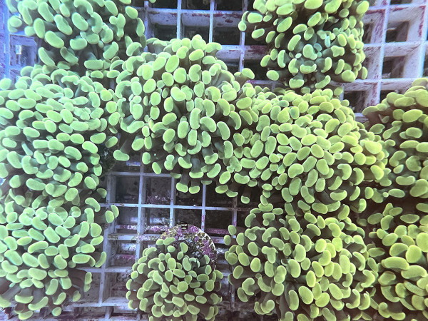 Euphyllia paraancora - Hammerkoralle green Einzelpolyp