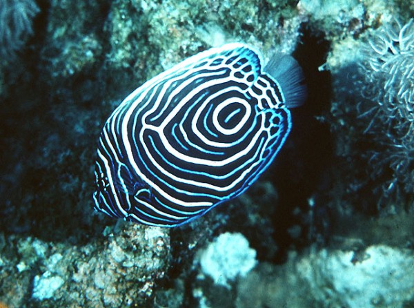 Pomacanthus imperator - Imperatorkaiserfisch juvenile