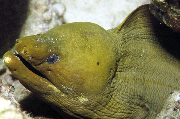 Gymnothorax funebris - Grüne Muräne