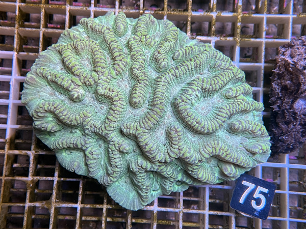 Oulophyllia spec. - Hirnkoralle (75)