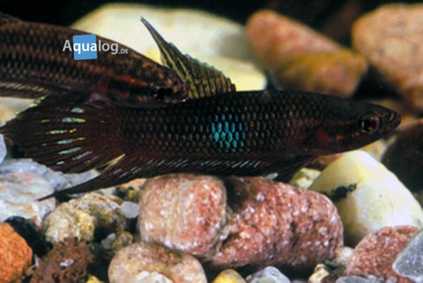Betta coccina - Roter Kampffisch