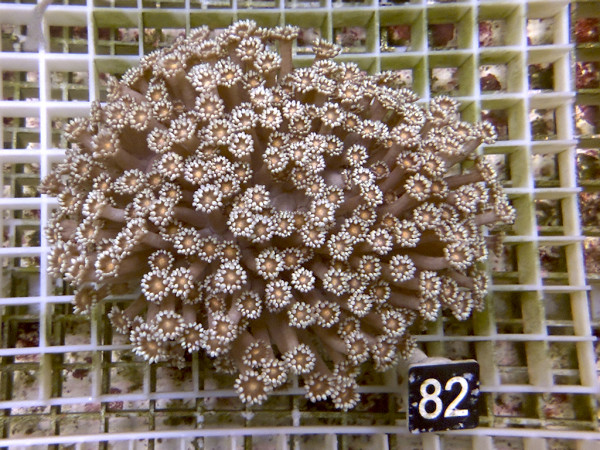 Goniopora spec. bicolor (82)