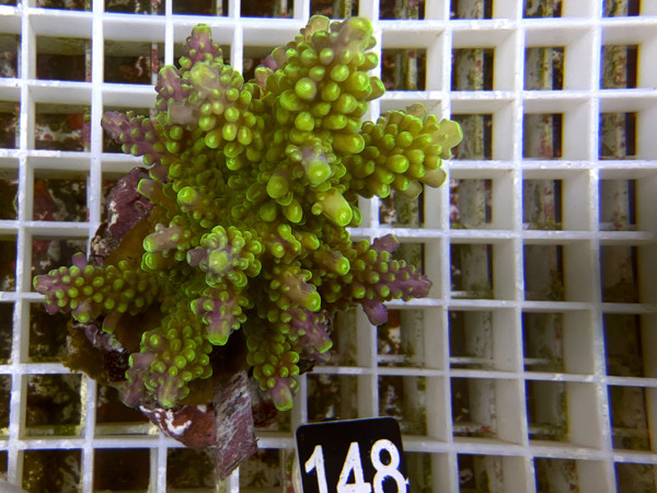 Acropora sp. (148)