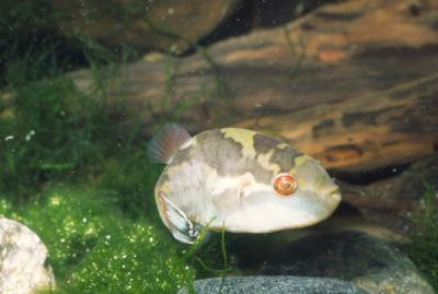 Carinotetraodon lorteti - Kammkugelfisch
