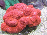 Lobophyllia spec. - Hirnkoralle rot (E 01149/18) Lobophyllia spec. - Hirnkoralle rot (E 01149/18)