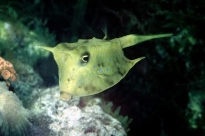 Lactoria cornuta - Langhorn-Kofferfisch